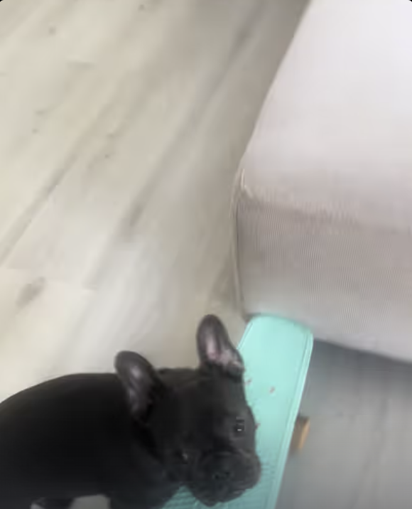 Little Frenchie Yoda - Introduction to Skateboarding !